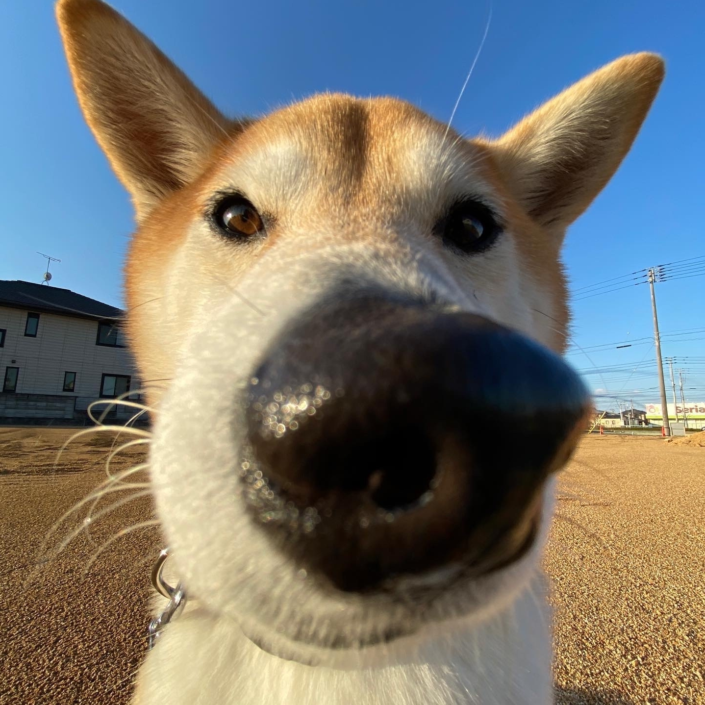 Милая собака