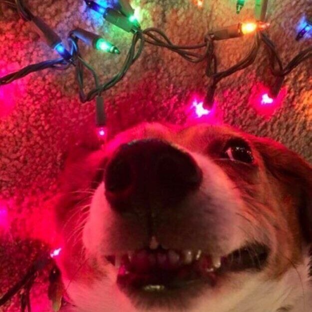 Собака сходит с ума под гирляндами