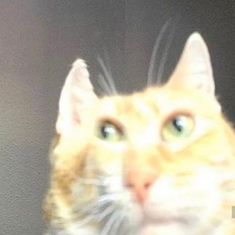 Странный кот